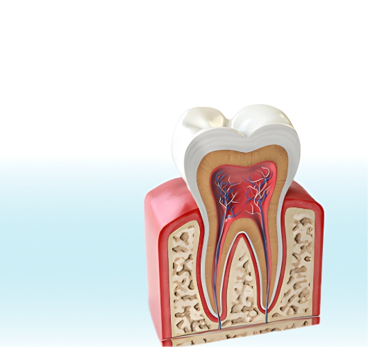 3D model showing the inner structure of a tooth and connected nerves